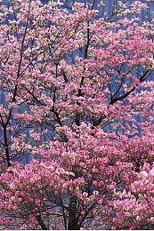 高中校园动作冒险游戏《闹事者》开放试玩